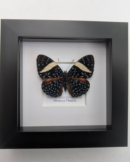 Framed Blue Cracker Butterfly Taxidermy Display (4x4)
