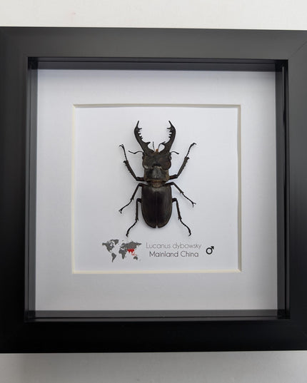 Framed Chinese Stag Beetle Taxidermy, Ethically Sourced Entomology Wall Art