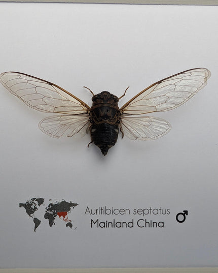 Framed auritibicen septatus cicada: ethically sourced entomology wall art