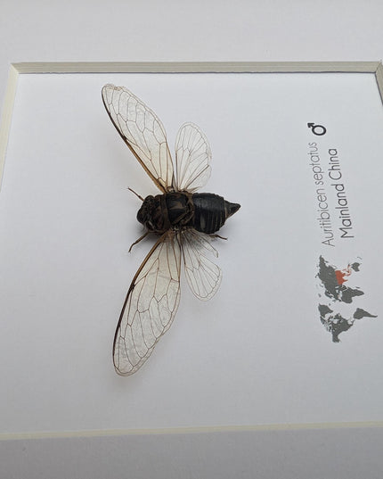 Framed auritibicen septatus cicada: ethically sourced entomology wall art