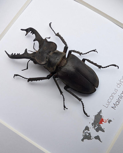 Framed Chinese Stag Beetle Taxidermy, Ethically Sourced Entomology Wall Art