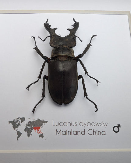 Framed Chinese Stag Beetle Taxidermy, Ethically Sourced Entomology Wall Art