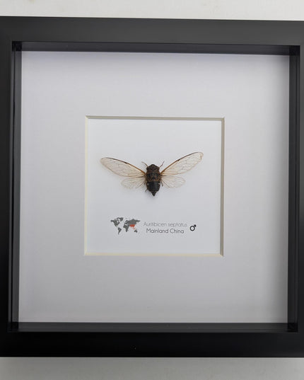 Framed auritibicen septatus cicada: ethically sourced entomology wall art