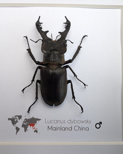 Framed Chinese Stag Beetle Taxidermy, Ethically Sourced Entomology Wall Art