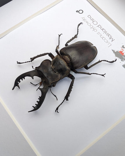 Framed Chinese Stag Beetle Taxidermy, Ethically Sourced Entomology Wall Art