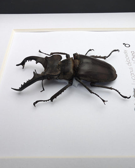 Framed Chinese Stag Beetle Taxidermy, Ethically Sourced Entomology Wall Art