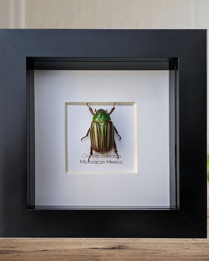 Framed Chrysina adelaida Beetle, Jewel Beetle Taxidermy, Entomology Wall Art