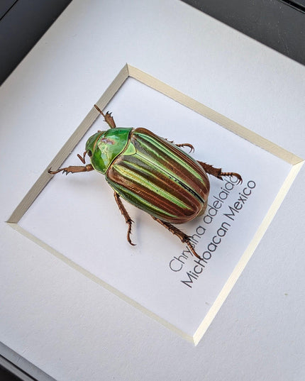 Framed Chrysina adelaida Beetle, Jewel Beetle Taxidermy, Entomology Wall Art