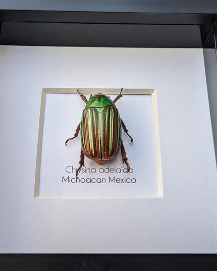 Framed Chrysina adelaida Beetle, Jewel Beetle Taxidermy, Entomology Wall Art