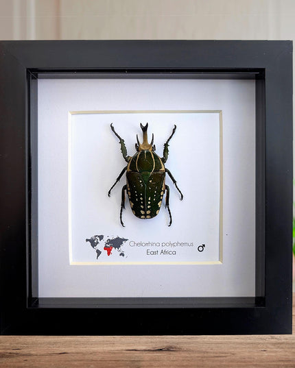 Framed african fruit beetle: chelorrhina polyphemus confluens male (6" x 6")