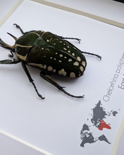 Framed african fruit beetle: chelorrhina polyphemus confluens male (6" x 6")