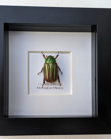 Framed Chrysina adelaida Beetle, Jewel Beetle Taxidermy, Entomology Wall Art