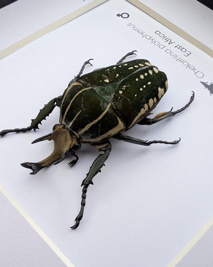 Framed african fruit beetle: chelorrhina polyphemus confluens male (6" x 6")