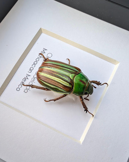 Framed Chrysina adelaida Beetle, Jewel Beetle Taxidermy, Entomology Wall Art