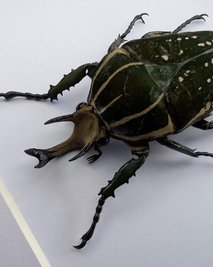 Framed african fruit beetle: chelorrhina polyphemus confluens male (6" x 6")