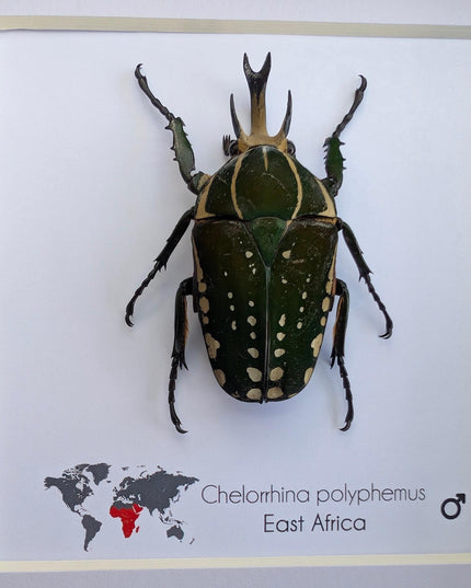 Framed african fruit beetle: chelorrhina polyphemus confluens male (6" x 6")