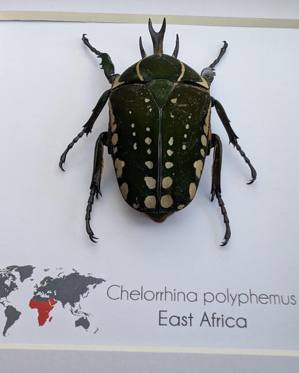 Framed african fruit beetle: chelorrhina polyphemus confluens male (6" x 6")