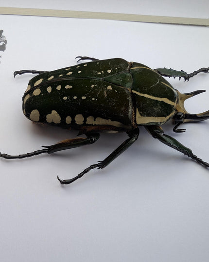 Framed african fruit beetle: chelorrhina polyphemus confluens male (6" x 6")