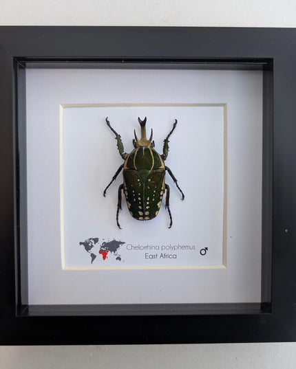 Framed african fruit beetle: chelorrhina polyphemus confluens male (6" x 6")