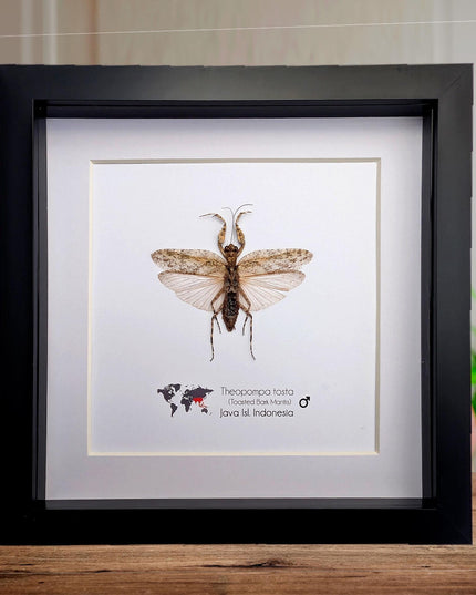 Framed bark mantis taxidermy: ethically sourced entomology display