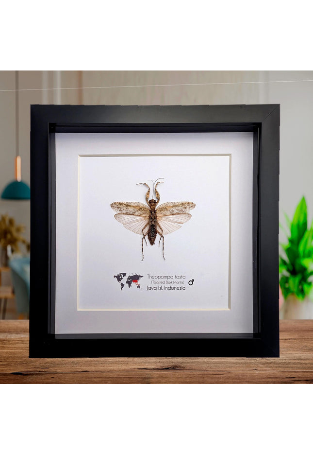 Framed bark mantis taxidermy: ethically sourced entomology display
