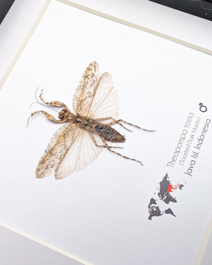 Framed bark mantis taxidermy: ethically sourced entomology display