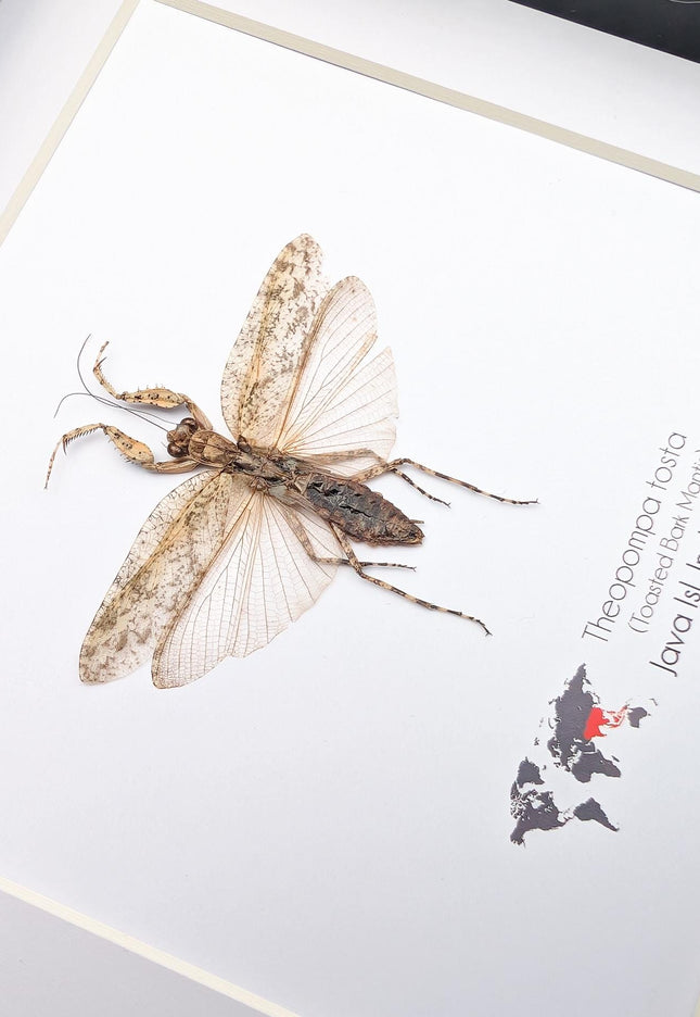 Framed bark mantis taxidermy: ethically sourced entomology display