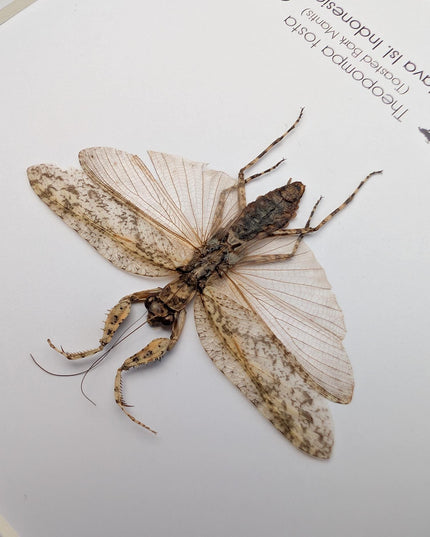 Framed bark mantis taxidermy: ethically sourced entomology display