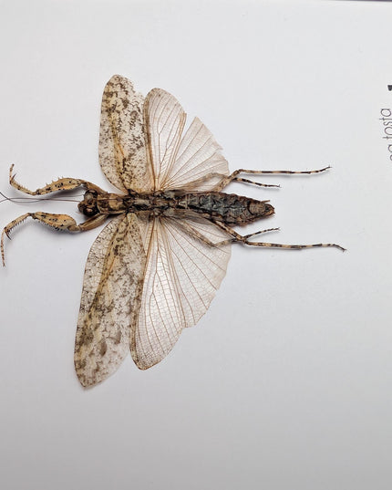 Framed bark mantis taxidermy: ethically sourced entomology display