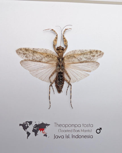 Framed bark mantis taxidermy: ethically sourced entomology display