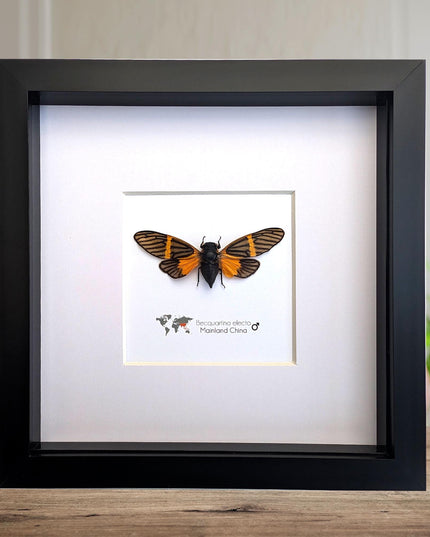 Framed Becquartina Electa Cicada, Ethically Sourced Taxidermy Wall Art