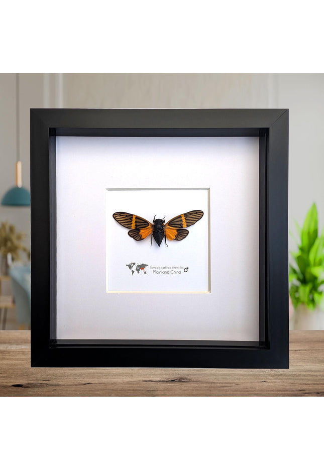 Framed Becquartina Electa Cicada, Ethically Sourced Taxidermy Wall Art