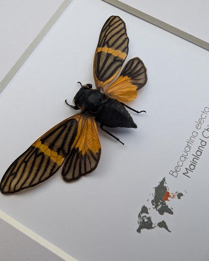 Framed Becquartina Electa Cicada, Ethically Sourced Taxidermy Wall Art