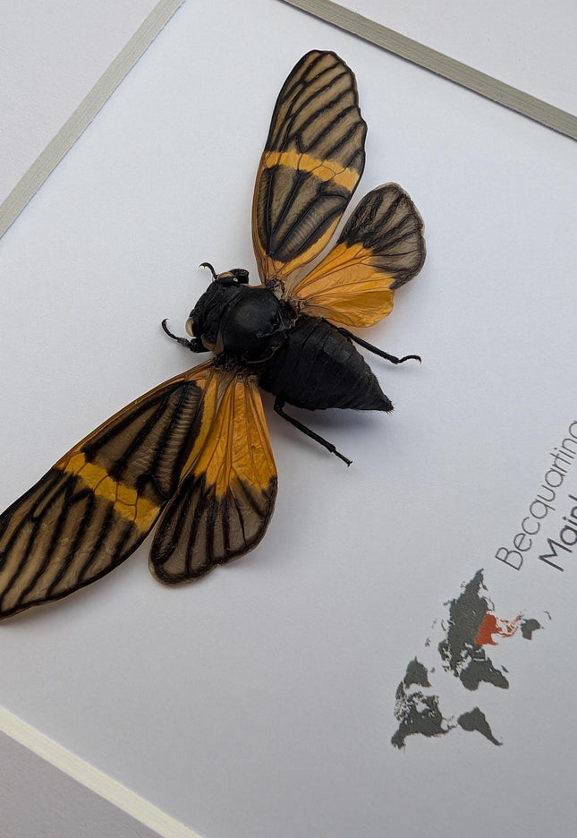 Framed Becquartina Electa Cicada, Ethically Sourced Taxidermy Wall Art