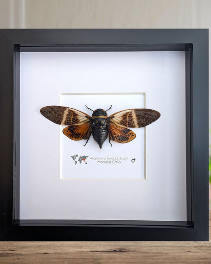 Framed Angamiana Cicada, Ethically Sourced Taxidermy, Nature Wall Art