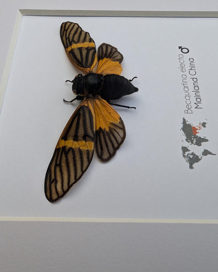 Framed Becquartina Electa Cicada, Ethically Sourced Taxidermy Wall Art