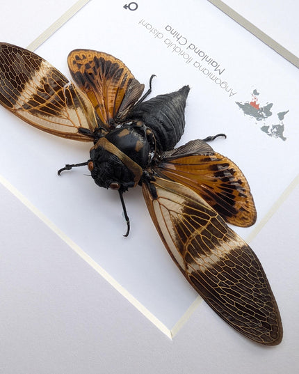 Framed Angamiana Cicada, Ethically Sourced Taxidermy, Nature Wall Art