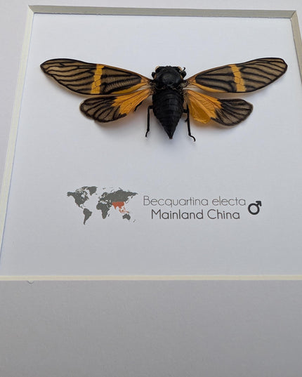 Framed Becquartina Electa Cicada, Ethically Sourced Taxidermy Wall Art