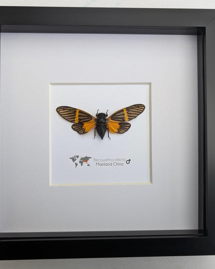 Framed Becquartina Electa Cicada, Ethically Sourced Taxidermy Wall Art