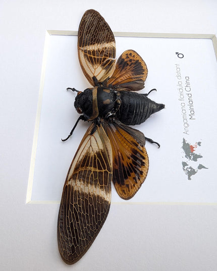 Framed Angamiana Cicada, Ethically Sourced Taxidermy, Nature Wall Art