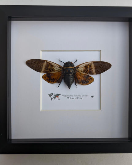 Framed Angamiana Cicada, Ethically Sourced Taxidermy, Nature Wall Art