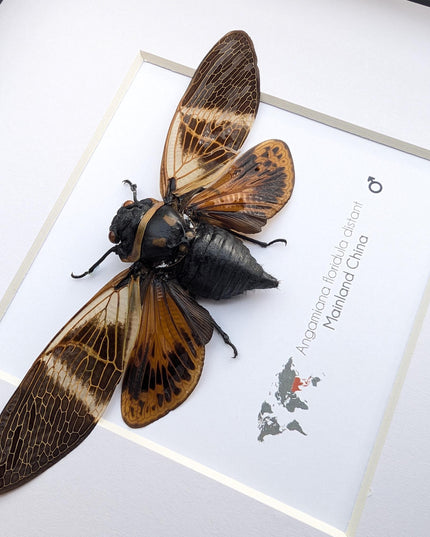Framed Angamiana Cicada, Ethically Sourced Taxidermy, Nature Wall Art