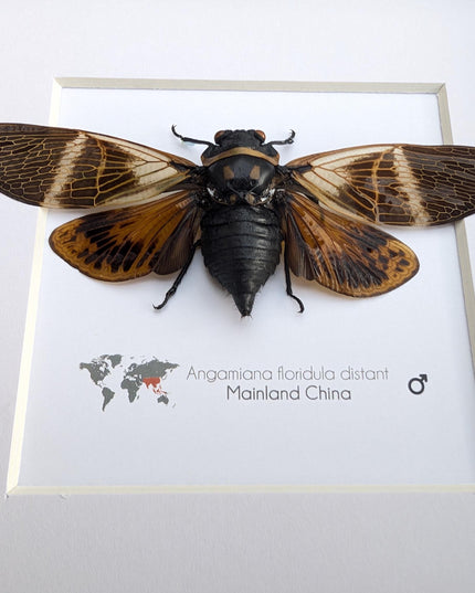 Framed Angamiana Cicada, Ethically Sourced Taxidermy, Nature Wall Art