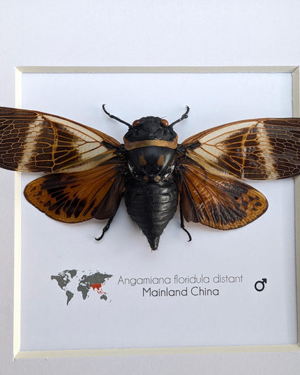 Framed Angamiana Cicada, Ethically Sourced Taxidermy, Nature Wall Art