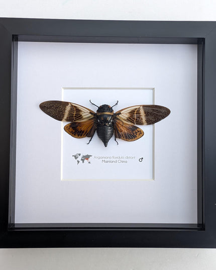 Framed Angamiana Cicada, Ethically Sourced Taxidermy, Nature Wall Art