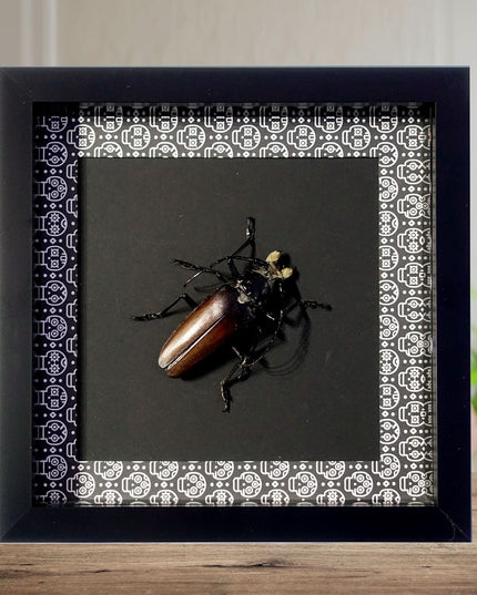 Framed Callipogon barbatum, Large Long-Horned Beetle, Taxidermy Wall Art