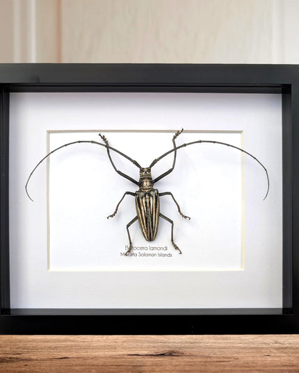 Framed Batocera Lamondi Beetle, Solomon Islands Insect Wall Art