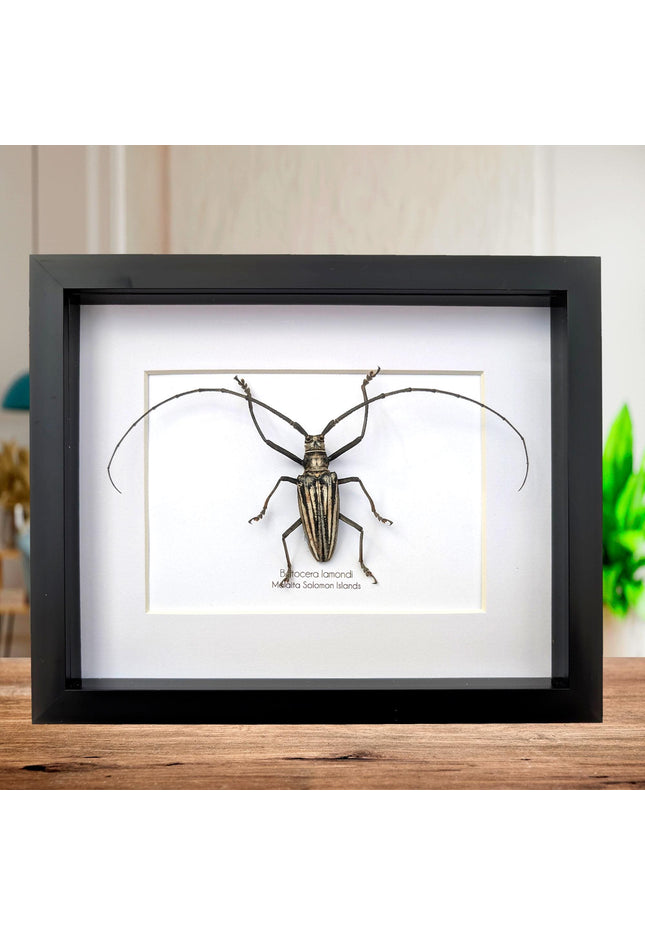 Framed Batocera Lamondi Beetle, Solomon Islands Insect Wall Art