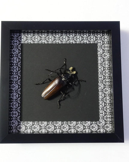 Framed Callipogon barbatum, Large Long-Horned Beetle, Taxidermy Wall Art