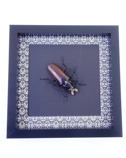 Framed Callipogon barbatum, Large Long-Horned Beetle, Taxidermy Wall Art